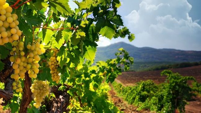 День виноградарства и виноделия. Лучшие виноградники Крыма