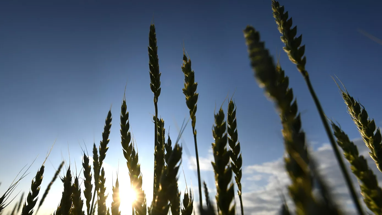 «ЕС на пороге голода»: в мире дорожает «новая нефть» - зерно, хлеб и масло