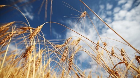 Искусственный зерновой кризис в мире