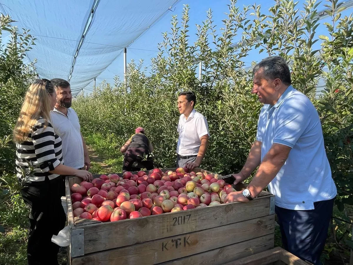 Андрій Савчук: У Криму приступили до збирання яблук