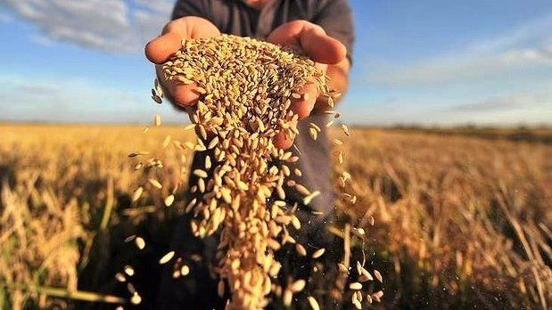 Украинские аграрии потеряли надежду собрать урожай