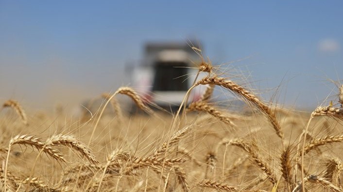 Чому російська пшениця - нова нафта?